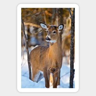 White-tailed Deer Sticker